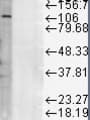 LAMP1 / CD107a Antibody (clone Ly1C6)