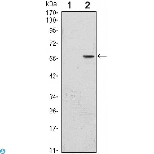 CD276 / B7-H3 Antibody