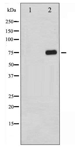 Polyclonal Rabbit anti-Human RELA / NFKB p65 Antibody (phospho-Thr254, IHC, WB)