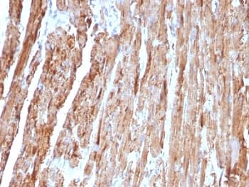 CYCS / Cytochrome c Antibody (clone CYCS/1010, Ready-to-Use)
