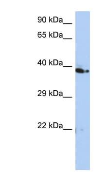 CACUL1 / Cullin Antibody (C-Terminus)