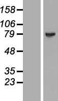 Human MAGED4 Protein (Over-Expression Lysate Myc-DDK (Flag))
