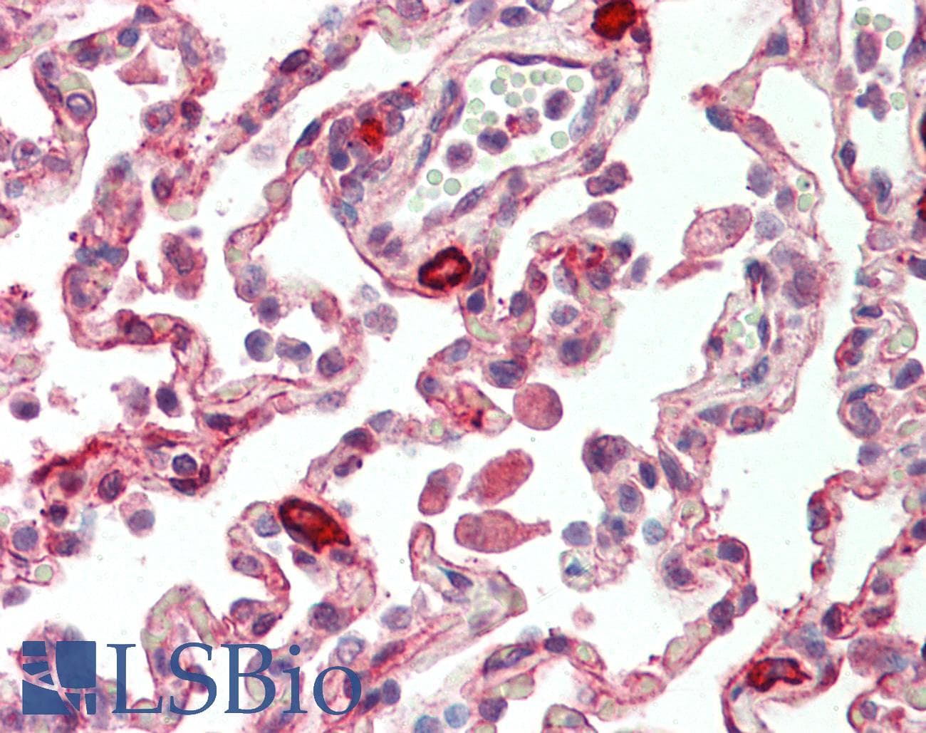 IHC-plus™ PLK3 Antibody (aa320-333)