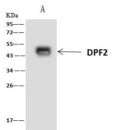 Requiem / DPF2 Antibody