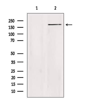 ZC3H13 Antibody