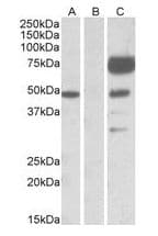 IHC-plus™ ANGPT1 / Angiopoietin-1 Antibody (aa76-85)
