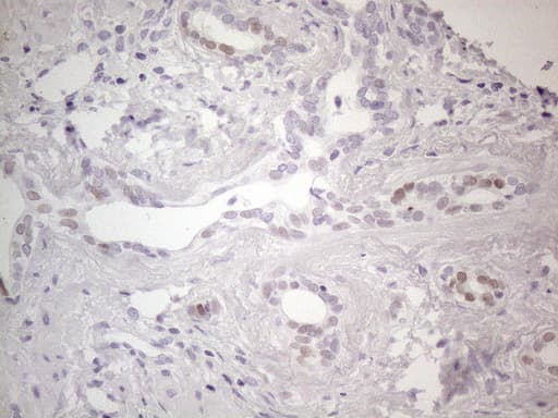 Monoclonal Mouse anti-Human GATA3 Antibody (clone OTI5C11, aa155-443, IHC, IF, WB)