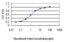 NDST1 Antibody (clone 1G10)