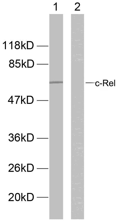 REL / C-Rel Antibody (p503)