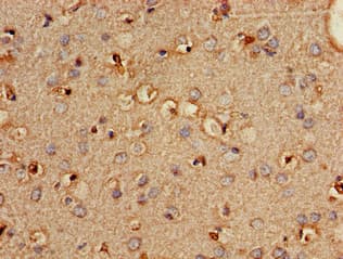 PLD3 / Phospholipase D3 Antibody