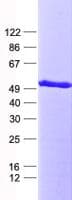 Human RBMS1 Protein (Recombinant His, N-Terminal)
