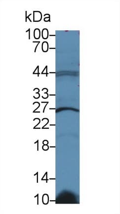GSTK1 Antibody (aa20-214, PE)