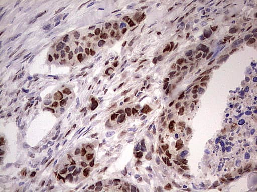 NAE1 / APPBP1 Antibody (aa1-274, clone OTI1E10)