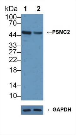 PSMC2 / RPT1 Antibody (aa1-433)