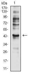 CCR7 Antibody (clone 4B7B8)