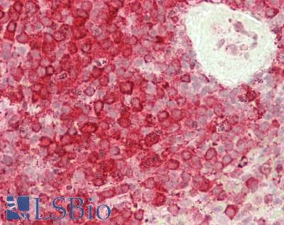 IHC-plus™ Endonuclease G / ENDOG Antibody (clone 7F2G10)
