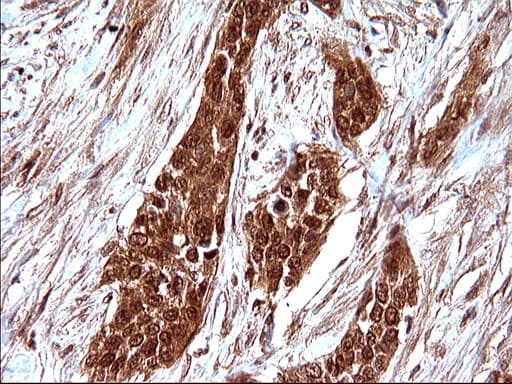 LZIC Antibody (aa1-190, clone OTI3A7)
