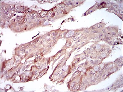 PON1 / ESA Antibody (aa20-155, clone 4G8A12)