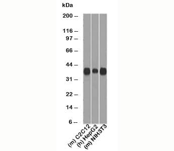 CCND1 / Cyclin D1 Antibody (clone DCS-6, Azide-free, BSA-free)