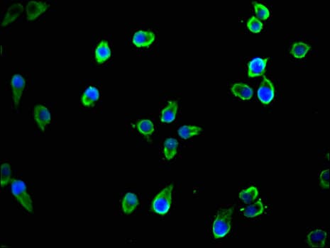 TTLL8 Antibody