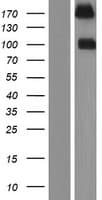 PTPRS Protein (Over-Expression Lysate Myc-DDK (Flag))