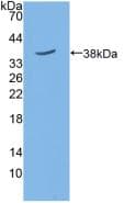 SIRT6 / Sirtuin 6 Antibody (aa1-334, PE)