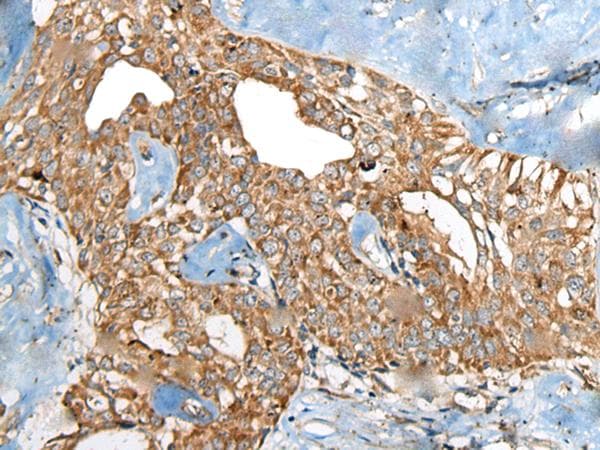 BRD9 Antibody