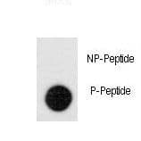 LEO1 Antibody (phospho-Ser551)