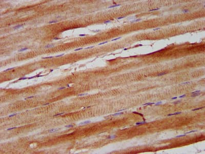 NEB / Nebulin Antibody