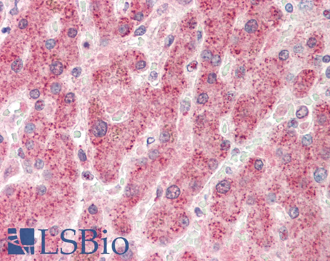 Polyclonal Rabbit anti-Human NUDC Antibody (aa124-173, IHC, WB)