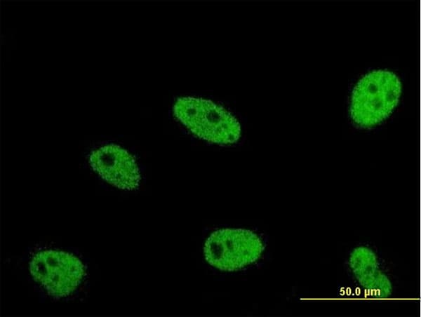 Monoclonal Mouse anti-Human ERH Antibody (clone 4A10, IHC, IF, WB)