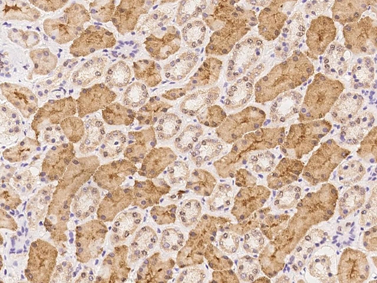 ADRA1B / Adrenoceptor alpha 1B Antibody
