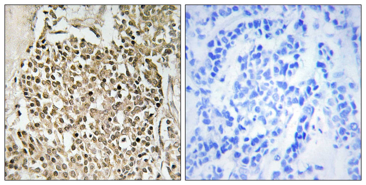 CEP350 / CAP350 Antibody (aa671-720)