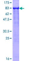Human LONRF2 Protein (Recombinant GST)