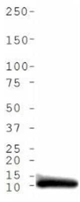 HIST4H4 Antibody (Ac-Lys5)