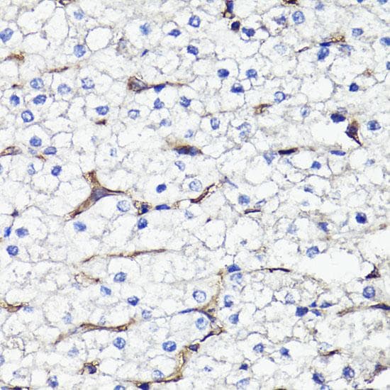 CD44 Antibody