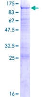 Human OSBPL10 Protein (Recombinant GST)