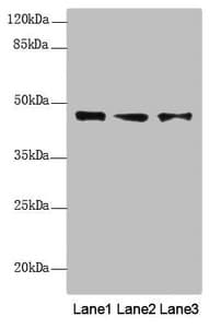 Polyclonal Rabbit anti-Human RNF34 Antibody (IHC, WB)