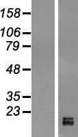 GPIHBP1 Protein (Over-Expression Lysate Myc-DDK (Flag))