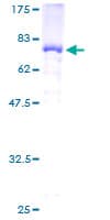 Human TFAP2B / AP2 Beta Protein (Recombinant GST)