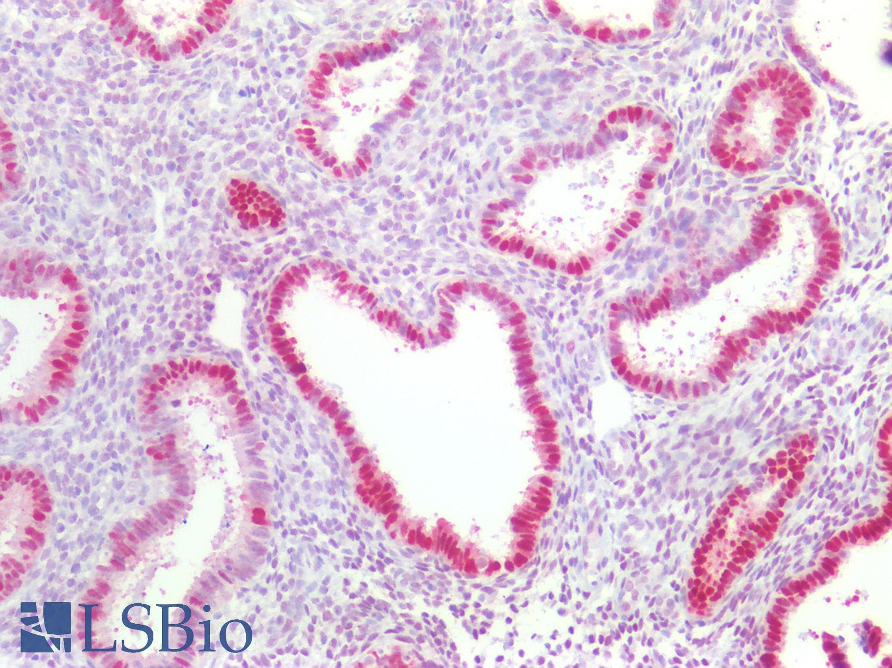 PathPlus™ CCNE1 / Cyclin E1 Antibody (aa361-410)