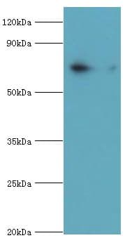 PKG / PRKG1 Antibody (aa1-300)