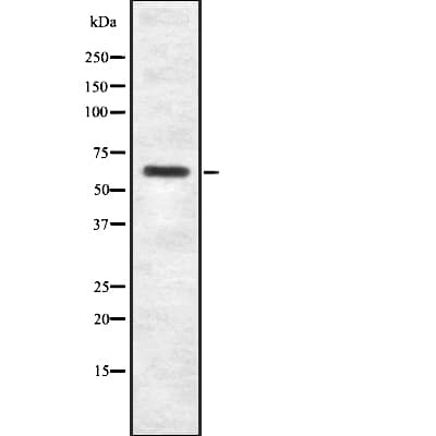 SP2 Antibody