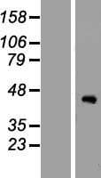 ZCWPW2 Protein (Over-Expression Lysate Myc-DDK (Flag))
