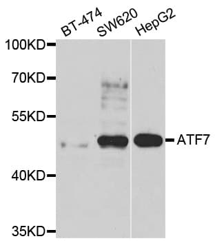 ATF7 Antibody