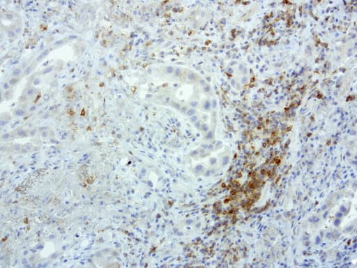 PDCD1 / CD279 / PD-1 Antibody (clone UMAB198)