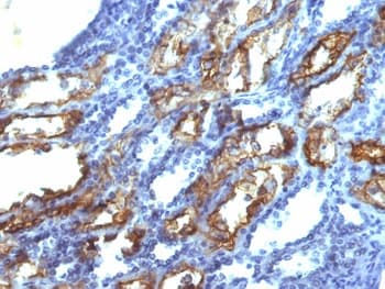 IFN Gamma / Interferon Gamma Antibody (clone IFNG/466, Azide-free, BSA-free)