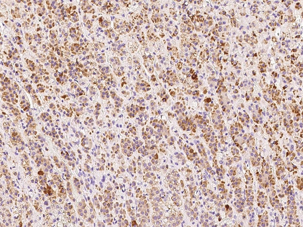 CCL2 / MCP1 Antibody (Preservative Free)