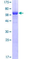 Human NF45 / ILF2 Protein (Recombinant GST)