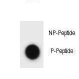 Polyclonal Rabbit anti-Mouse CCNB3 / Cyclin B3 Antibody (phospho-Thr257)